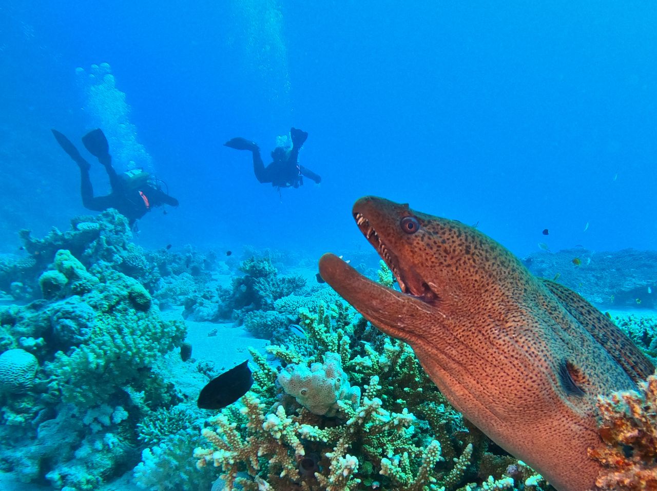 Scuba divers explore coral reefs alongside a giant moray eel in tropical waters.